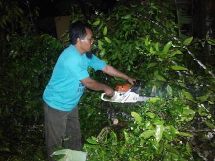 Akibat Cuaca Ekstrem Akhir Pekan Mengakibatkan Banyak Pohon Tumbang Di Beberapa Dusun Desa Argodadi