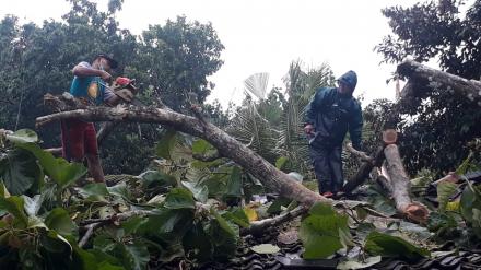 Angin Kencang Akibatkan Pohon Tumbang